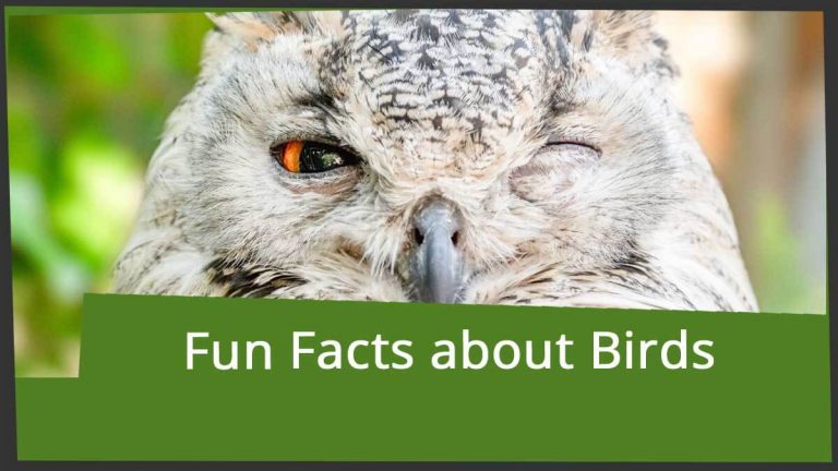 Fun Bird Facts for Crossword Puzzle Lovers | word-grabber.com